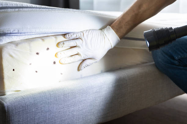 Trusted Rio Rancho, NM Pest Control Experts