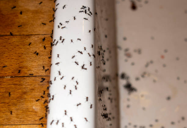 Best Rat Extermination Near Me  in Rio Rancho, NM