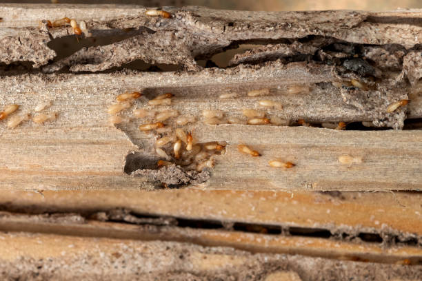 Best Emergency Pest Control  in Rio Rancho, NM