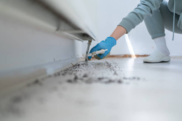 Best Spider Control Near Me  in Rio Rancho, NM